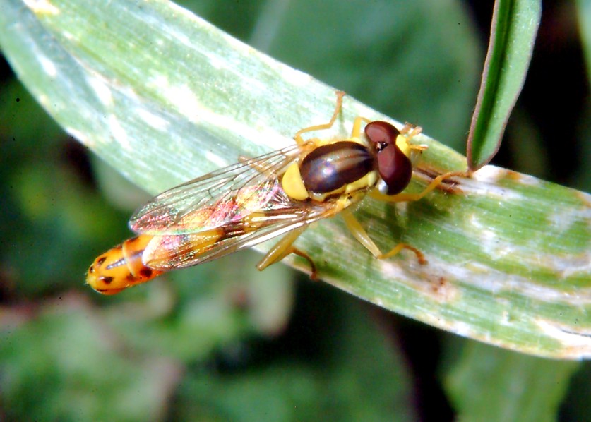 Sirfide da determinare: Sphaerophoria taeniata?